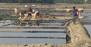 মৌসুম শুরুর রেকর্ড দরপতন: ন্যায্যমূল্যের দাবিতে ক্ষুব্ধ লবণ চাষিরা